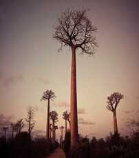 Mystic Madagascar