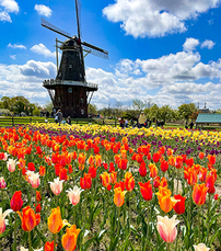 France & Netherlands: Flower Festival 