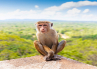 Sri Lanka - Maldives